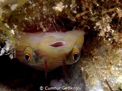 Lepadogaster lepadogaster
Up side down clingfish by Cumhur Gedikoglu 